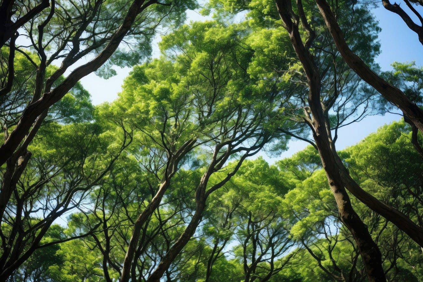 Professional arborist climbing a large tree with ropes and safety gear for removal.