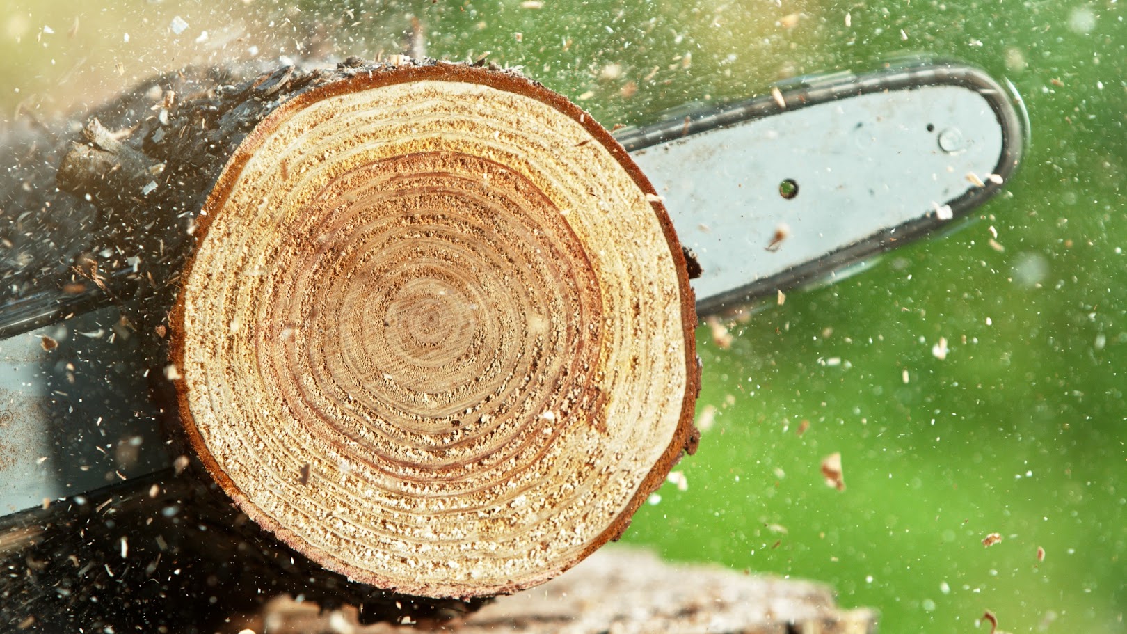 Tree Removal Largo FL