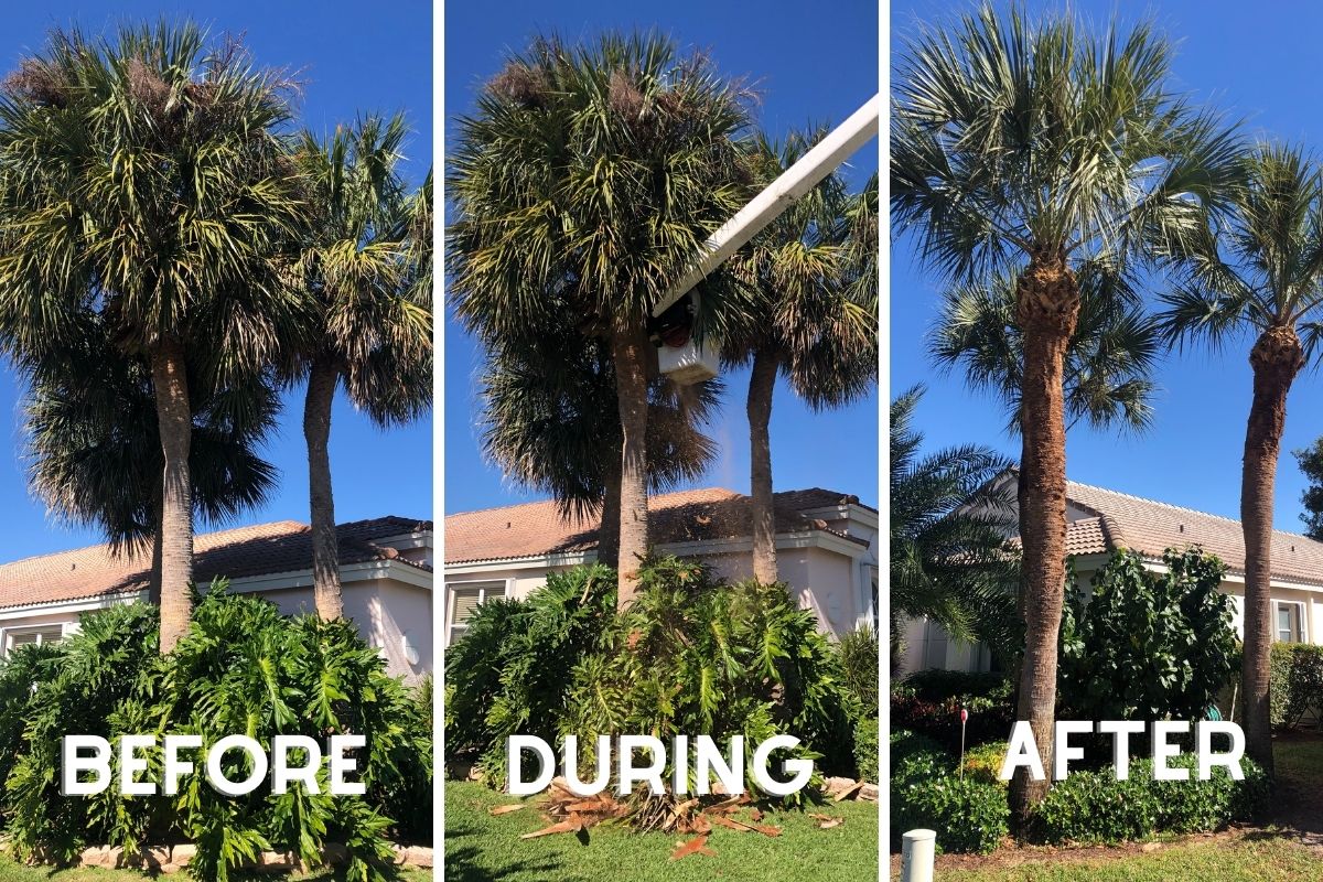 Comparison of a healthy palm needing trimming and a dying palm needing removal.