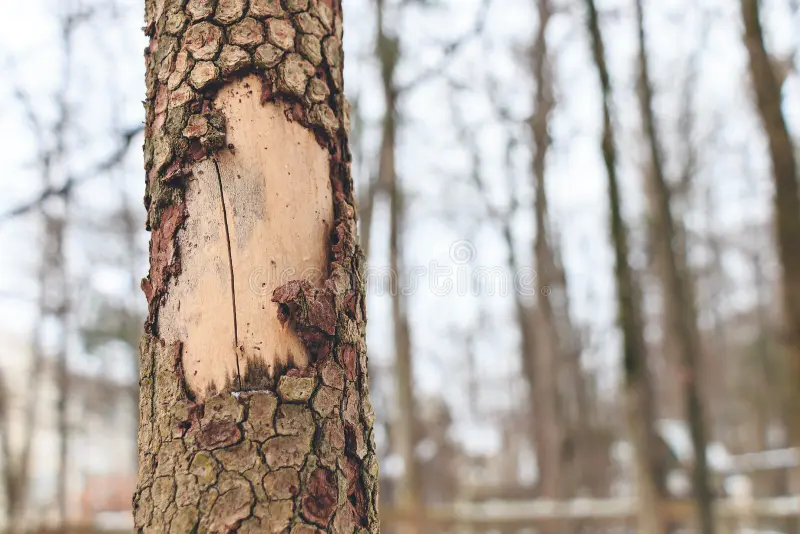 Peeling bark on a tree trunk, a sign of a dangerous tree.