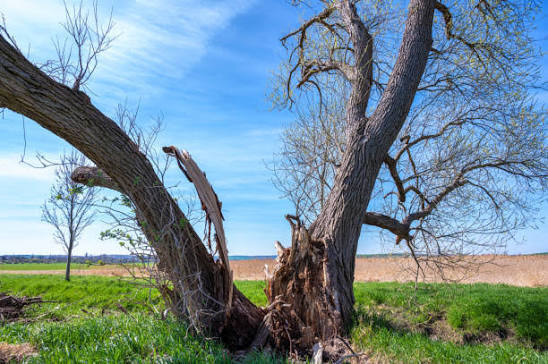 Split trunk on a storm-damaged tree being evaluated for saving or removal.  