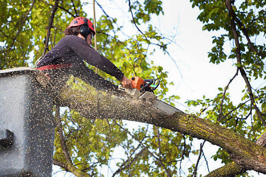 Professional pruning of a damaged tree to help it recover.