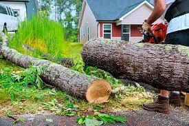 Professional tree removal crew working near a house, showing complexity factors.