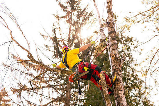 Professional arborist climbing a large tree with ropes and safety gear for removal.