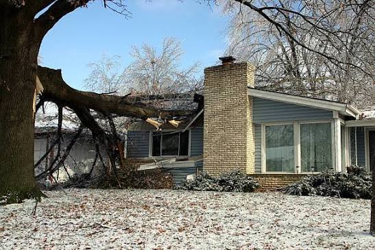 Tree fallen on a house roof, an emergency situation needing immediate professional help.