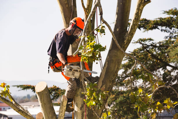  Professional tree removal crew removing a fallen tree in Tampa.