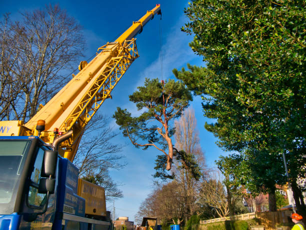 Crane lifting a large tree section over a house during professional tree removal.