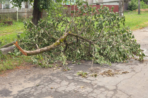 Tree leaning dangerously after a hurricane with cracked soil around the base.