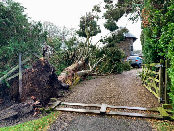 Fallen tree blocking a driveway after a storm, requiring professional removal.