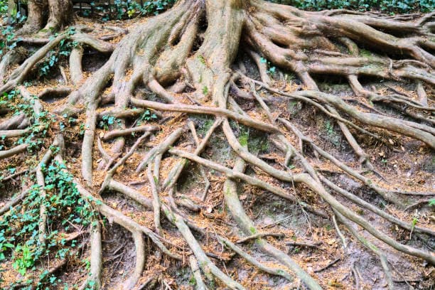 Exposed roots and cracked soil at the base of a leaning tree, showing root failure.