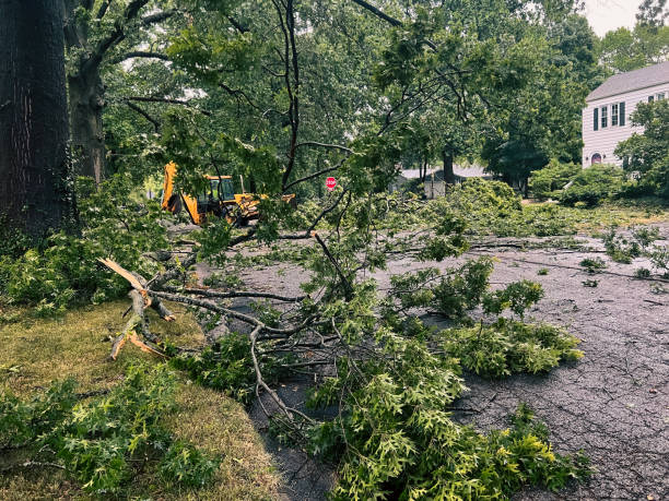 Clean yard after professional fallen tree removal and debris cleanup.