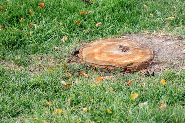 Tree stump left in a yard, showing why stump grinding is needed.