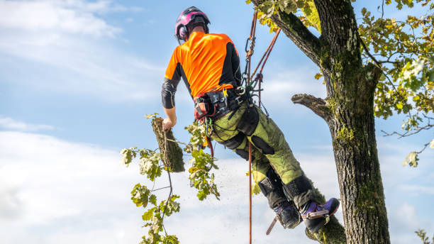 Professional arborist climbing a tree close to a house using ropes and safety equipment.  