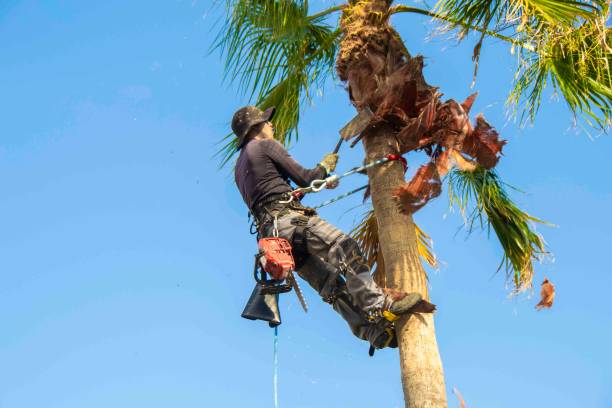 arborist-cutting-tree-with-chainsaw_926199-3041269 Professional palm tree removal service in Tampa.