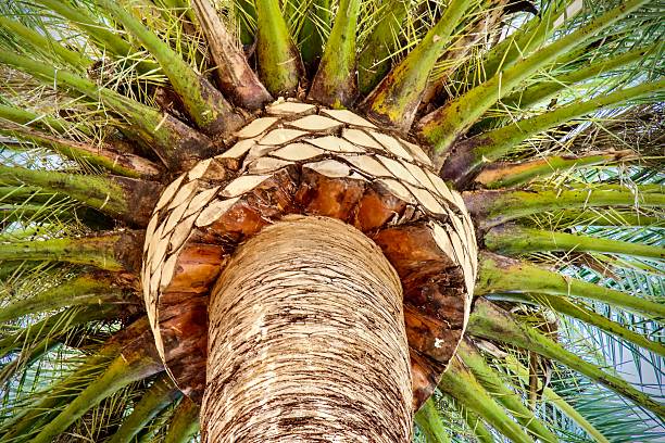 Palm tree with dead brown fronds that need trimming.