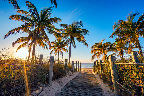 Well-maintained palm trees in a Florida landscape.