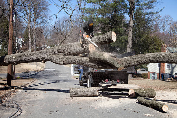 Professional tree removal crew safely removing a large tree.