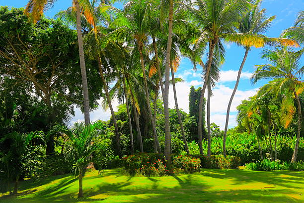 Healthy palm tree with green fronds and a clean trunk.