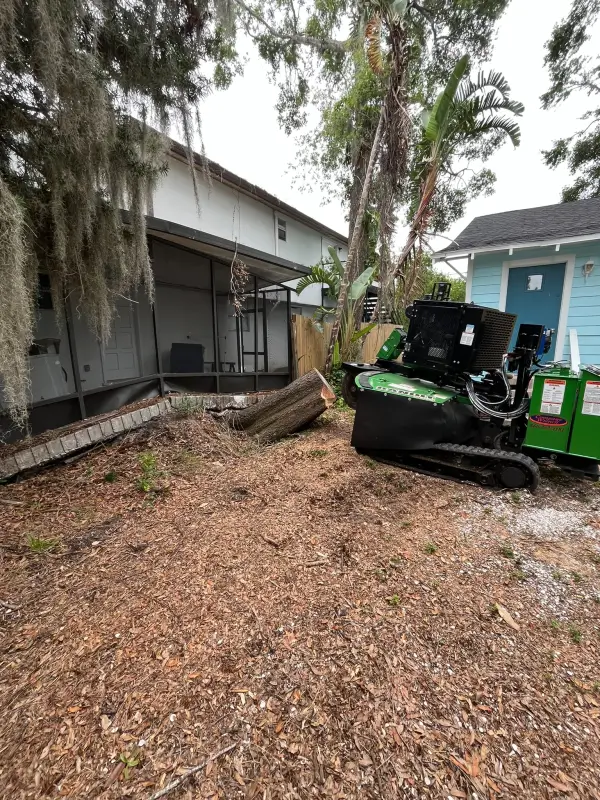 Trimming palm tree @fname@